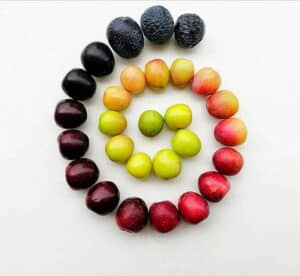 زیتون سبز بخریم یا زیتون سیاه؟ 2 زیتون سبز بخریم یا زیتون سیاه؟