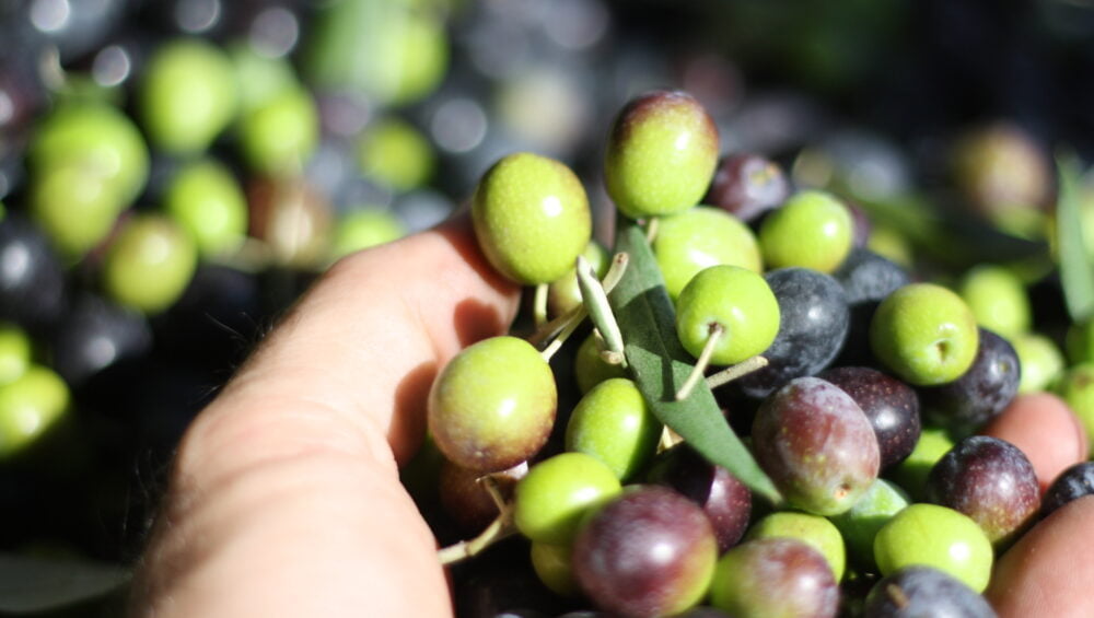 خواص زیتون 1 خواص زیتون